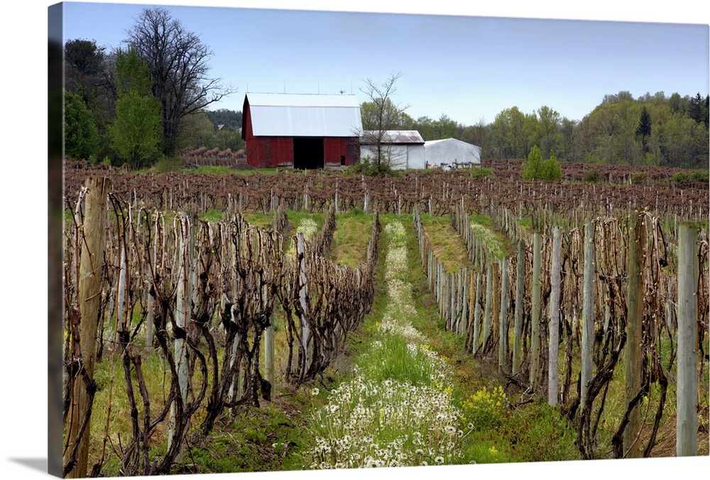 A vineyard with a red barn in upstate New York.