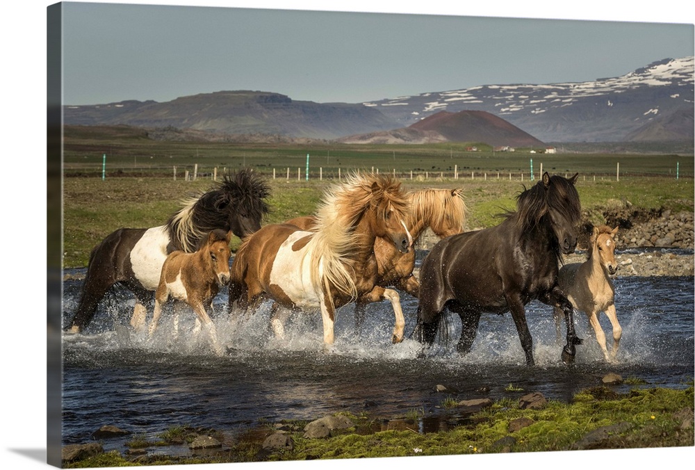 ICELAND HORSES 3813 Animal Photo Picture Poster Print Art A0 A1 A2 A3 A4 