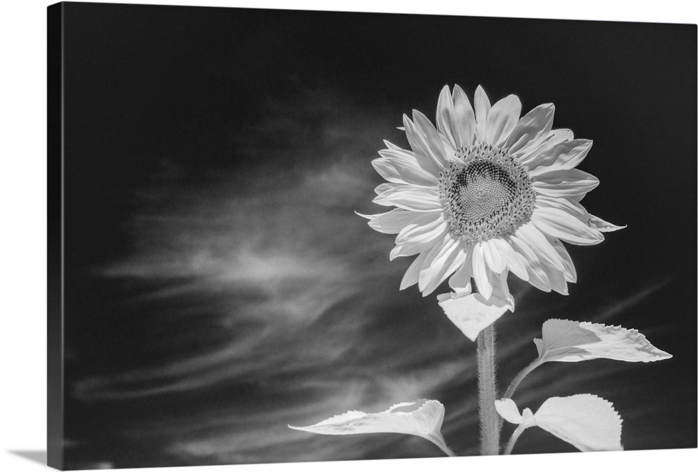 Black and white image of a sunflower against an intensely dark sky, acheived with infra red photography, Whidbey Island, W...
