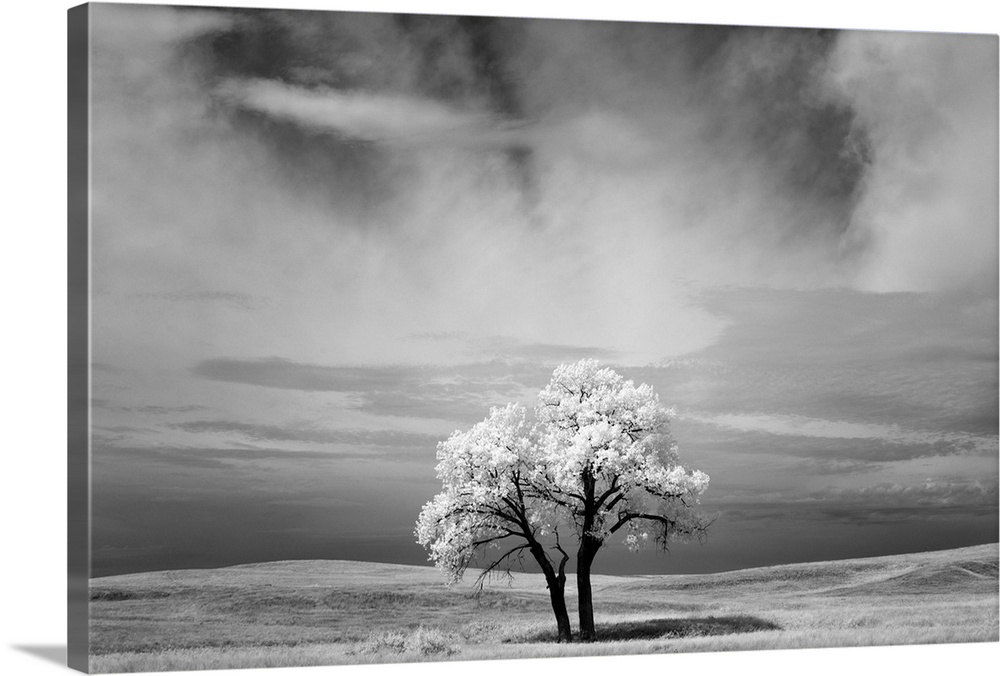 Infrared image of a tree under a cloudy sky in the Badlands, South Dakota.