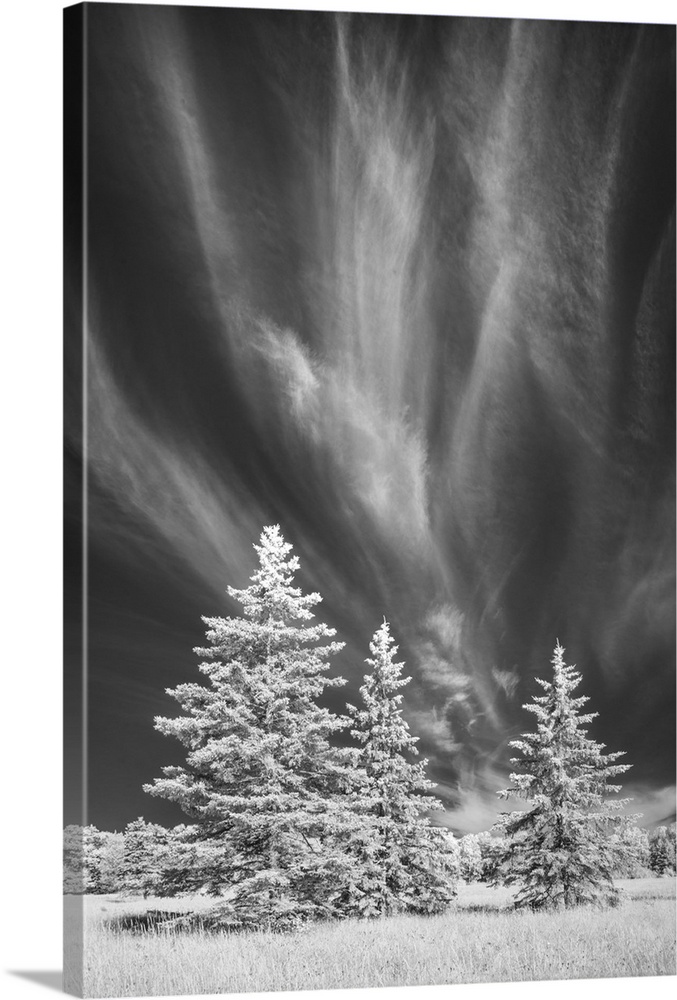 Infrared photo of pine trees under a dark sky with wispy clouds on Madeline Island, Wisconsin.