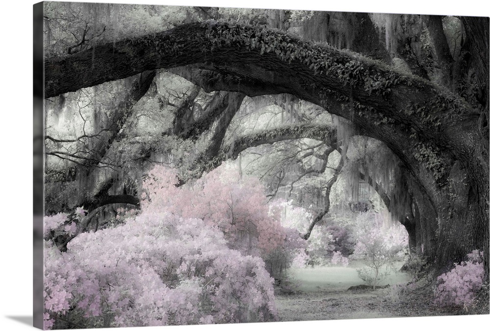 Infrared image of a row of large oak trees with huge branches reaching over a path.
