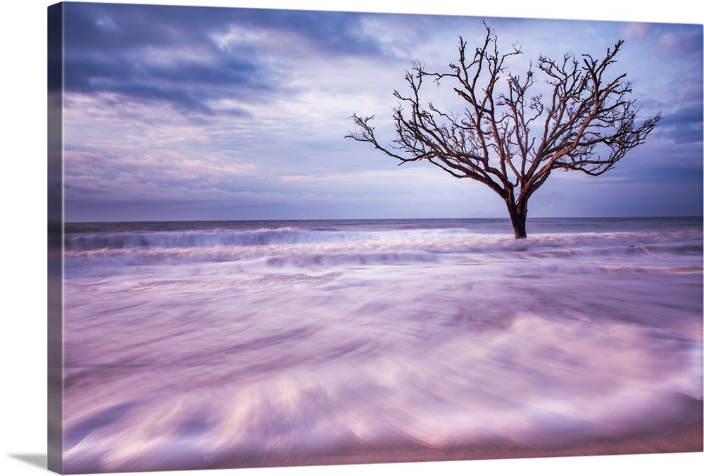 A tree growing in the water off the coast of Botany Bay, South Carolina, seen from the beach.