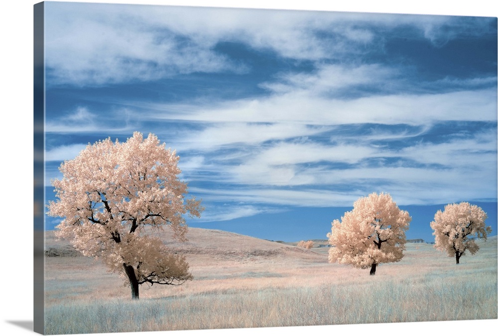 Infrared image of trees in a prairie under a deep blue sky.