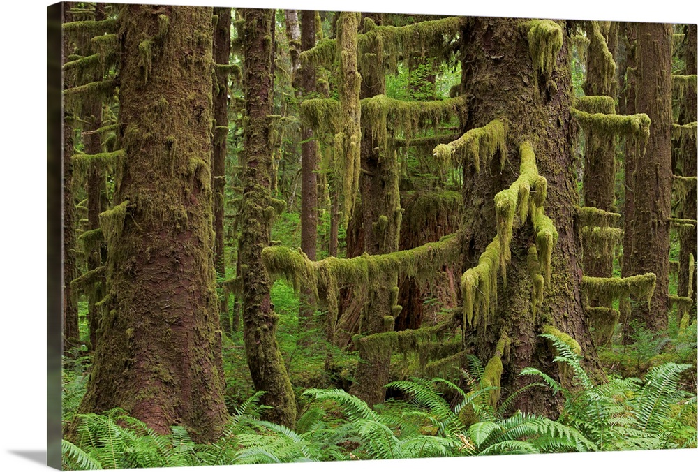 Large trees with hanging moss in the Hoh Rainforest in Washington.
