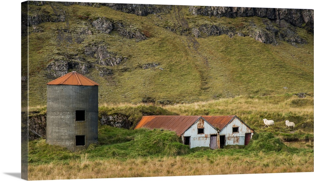 Two sheep walking near rusted farmhouses and a silo at the bottom of a mountain in Iceland.