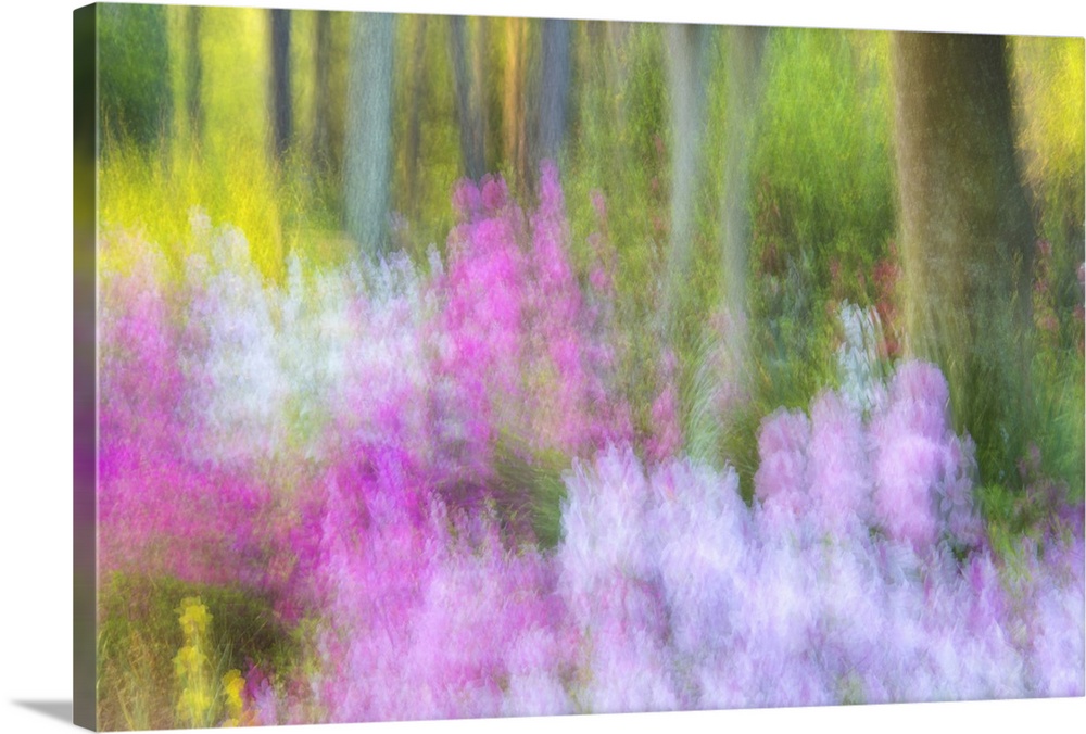 Blurred motion image of bright pink and lavender flowers blossoming in Charleston, South Carolina.
