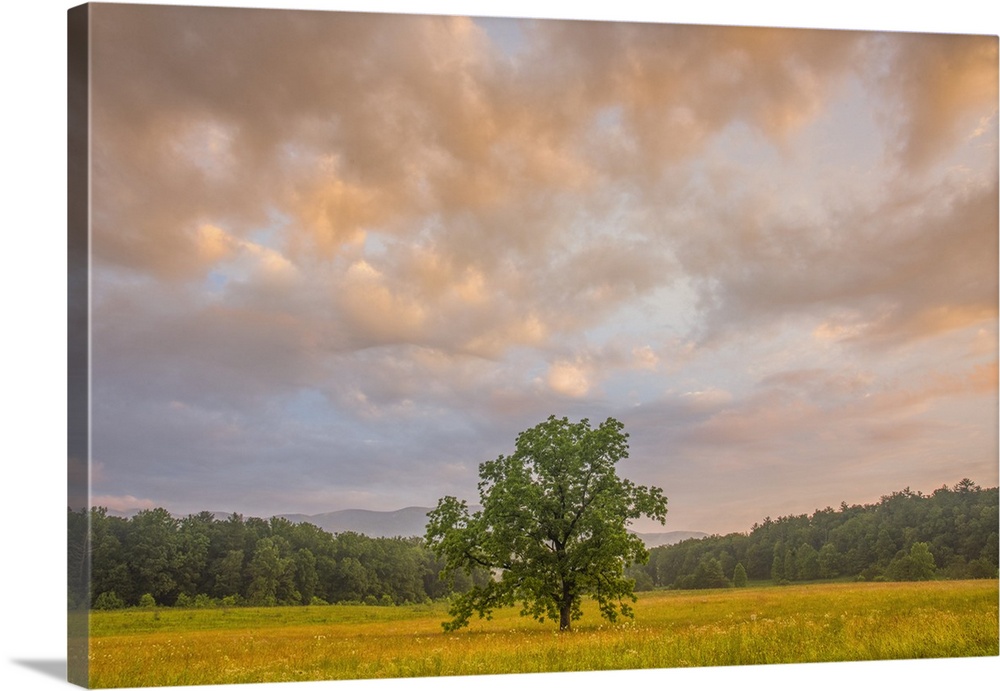A tree standing in a field under a cloudy sky at sunset in the summer, Great Smoky Mountains, Tennessee.