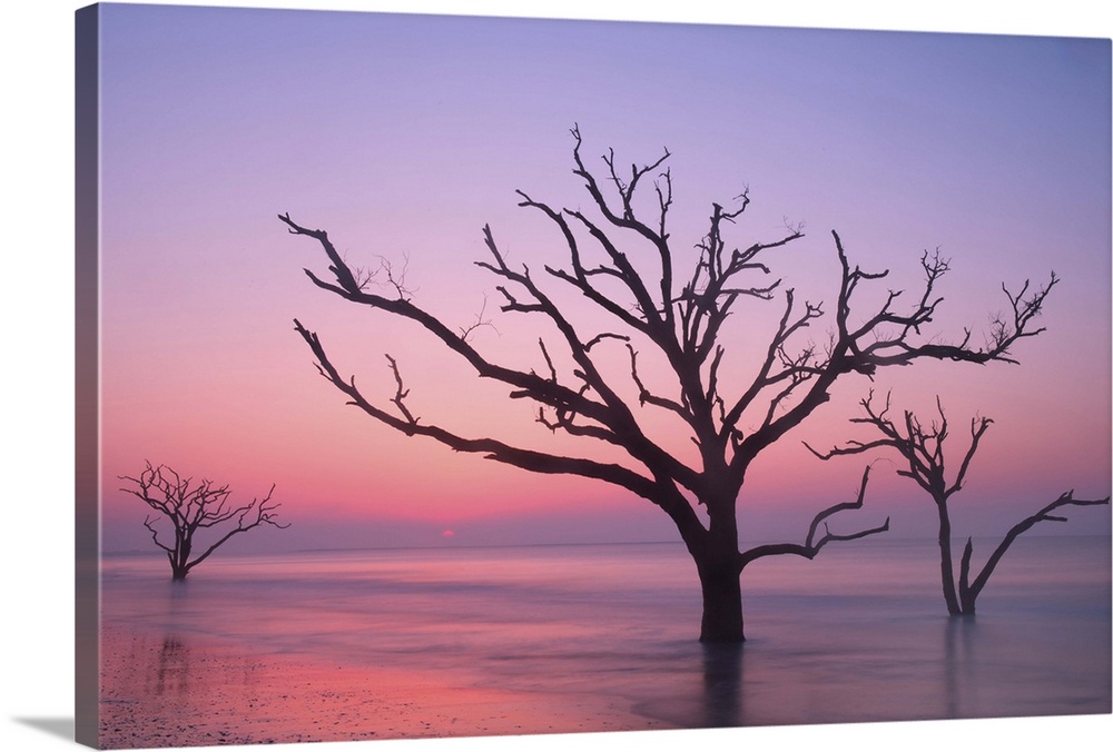 Silhouettes of trees in the ocean with a pink sky at dawn.