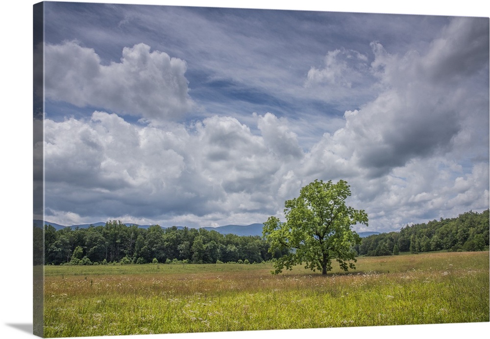 A tree standing in a field under a cloudy sky in the summer, Great Smoky Mountains, Tennessee.