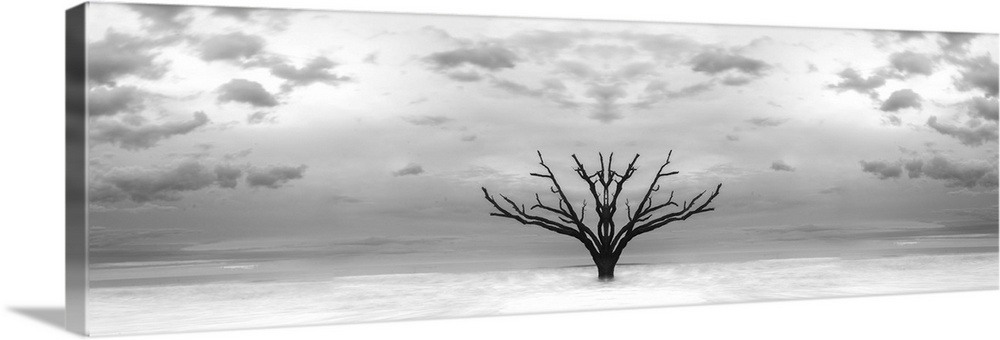A tree growing in the water off the coast of Botany Bay, South Carolina, mirrored to create a panoramic abstract image.