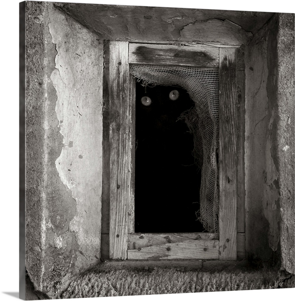 A black cat inside a window