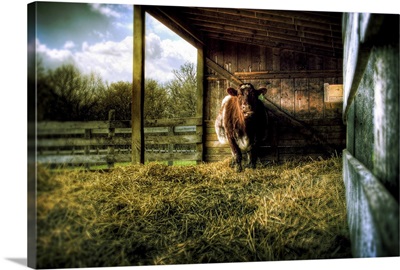 A cow in a cow shed with hay