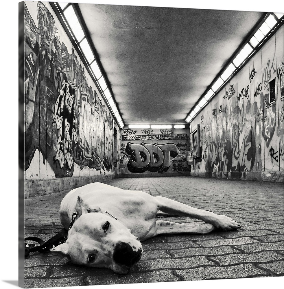 a dog looking at the camera with sad but sweet eyes in an underground walkway covered in graffiti