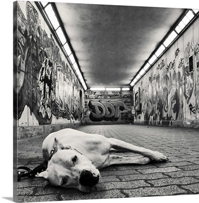 A dog looking at the camera with sad but sweet eyes in underground walkway