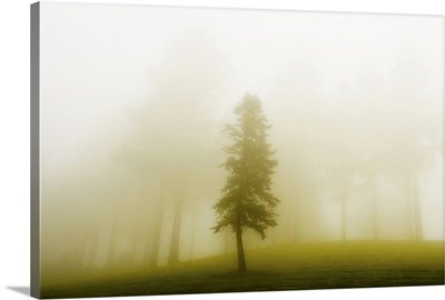 A lone tree separated from other trees by a curtain of mist