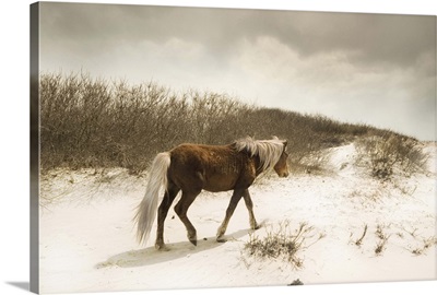 A Pony On A Sandy Beach I