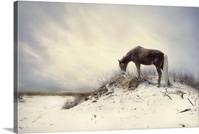 A Pony On A Sandy Beach II