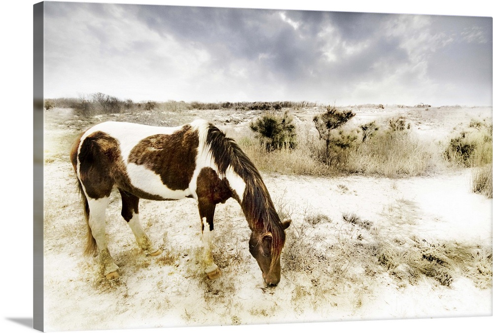 A pony on a sandy beach