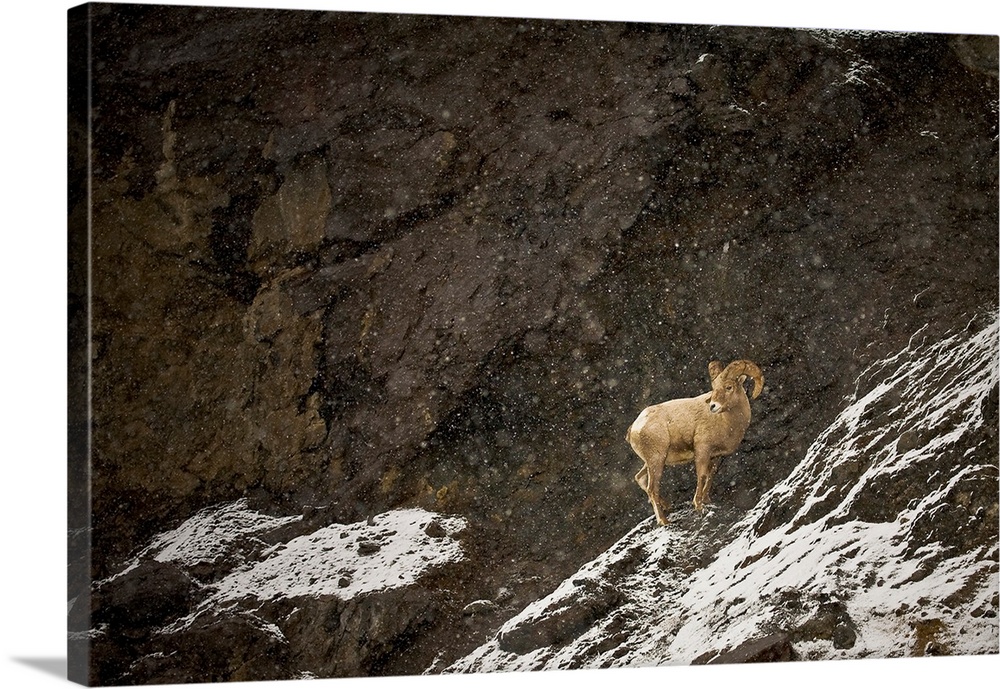A ram on a rocky hillside