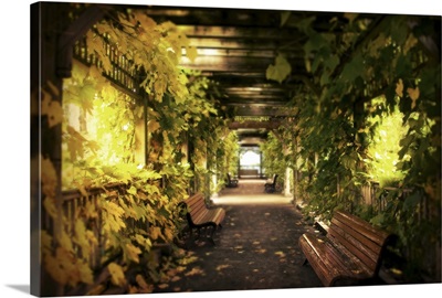 A vine covered tunnel with seats