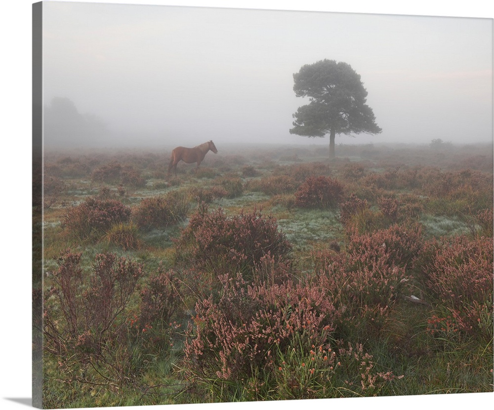 Tree and horse in mist at dawn