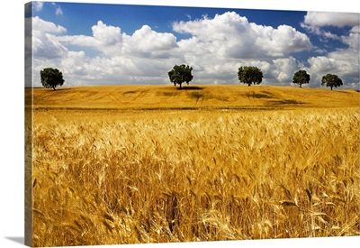 Andalusian wheat fields