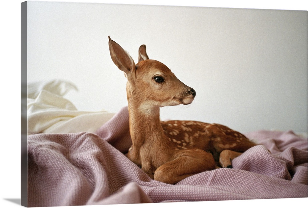 portrait of a fawn sitting on a bed