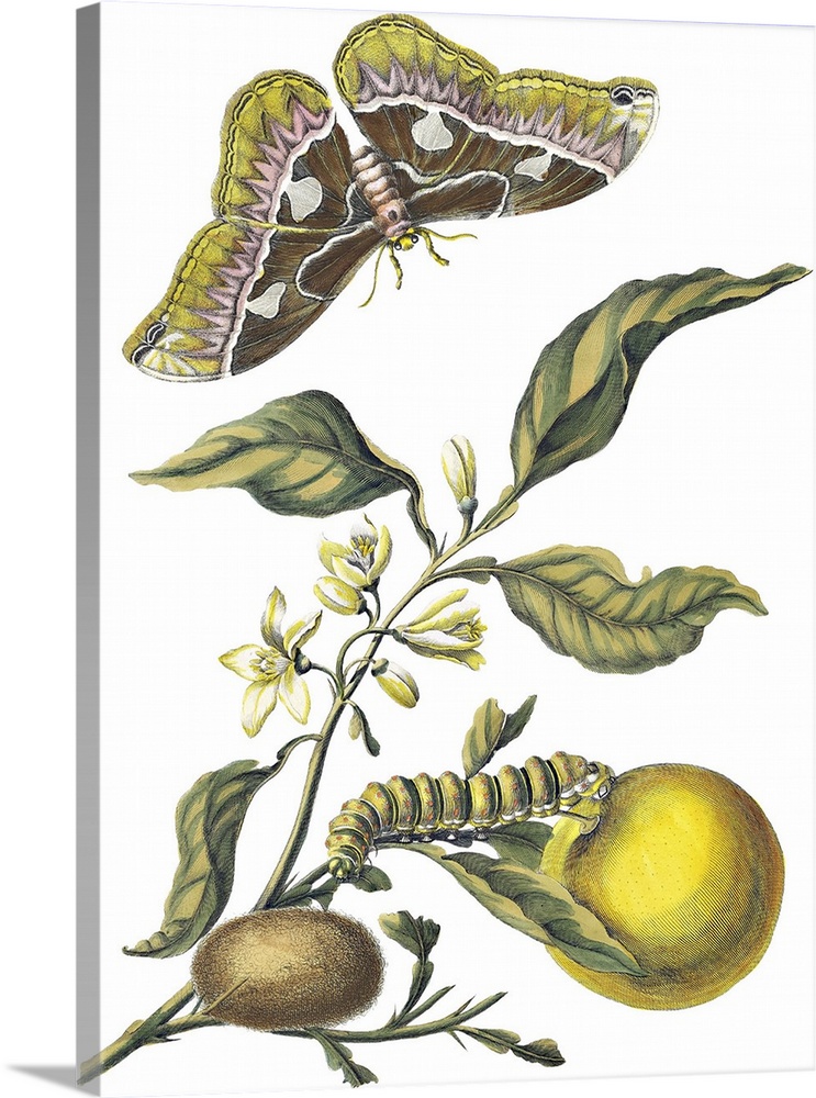Illustration of insects eating fruit on a vine.