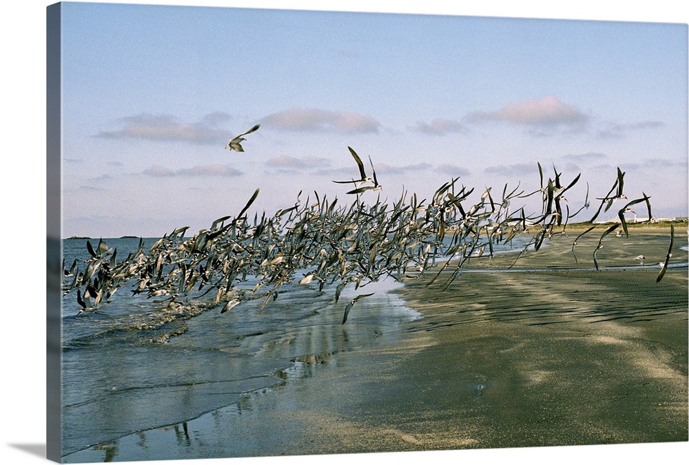 Birds flocking together on a beach