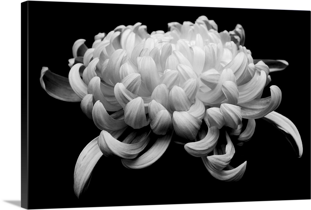 black and white chrysanthemum on black background