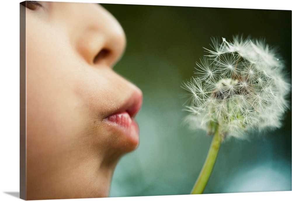 Boy aged six blows dandelion seed head, close up