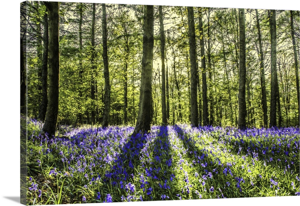 Sunlight shining through woodland with blue bell flowers.