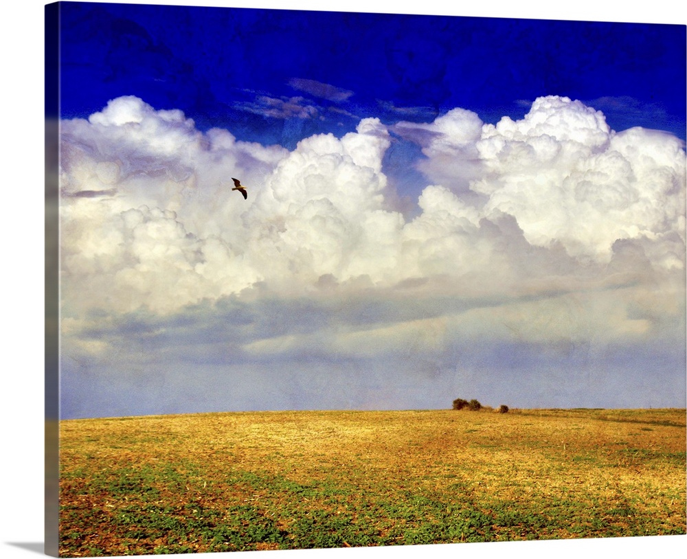 A bird flying above a yellow field with large white clouds against a blue sky