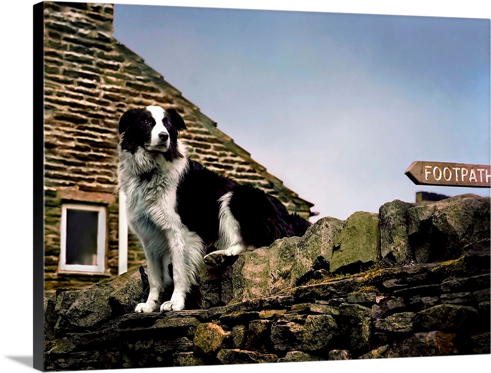 A black and white sheepdog sitting on a stone wall