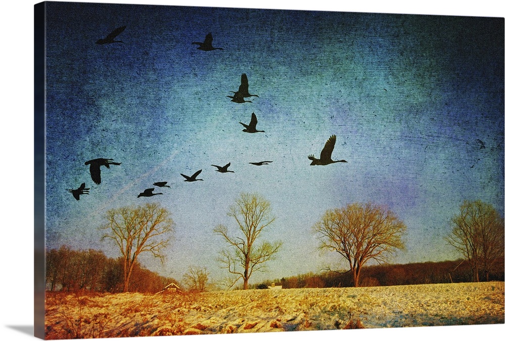 Canadian Geese flying over wintry Connecticut landscape.