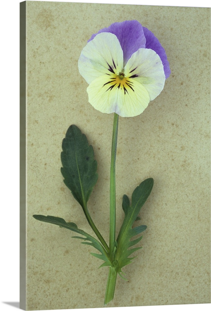 Close up of single mauve and cream flower with stem and leaves of Pansy or Viola tricolor lying on antique paper