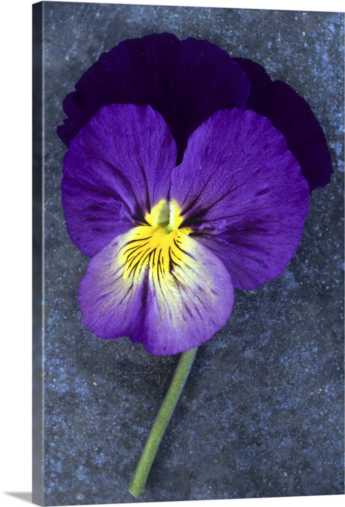 Close up of single purple mauve and yellow flower of Pansy or Viola tricolor lying on tarnished metal sheet