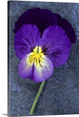 Close up of single purple mauve and yellow Pansy on tarnished metal sheet