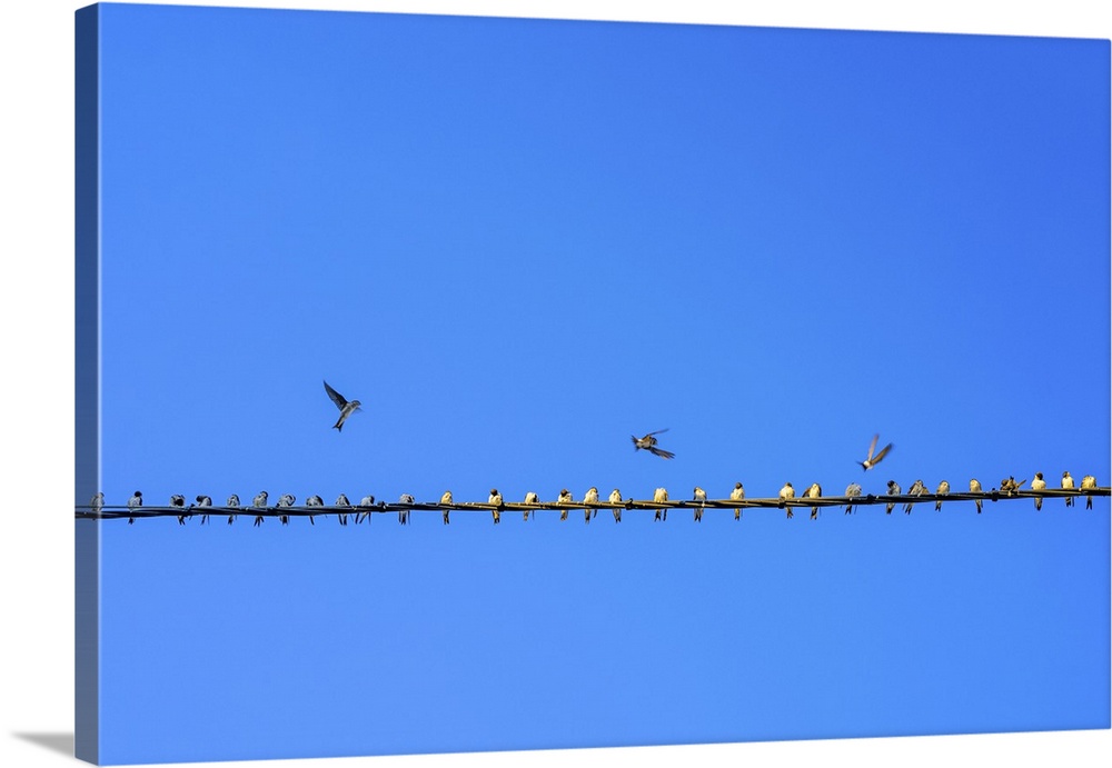 Common house martins on an electric cable, Andalusia, Spain.