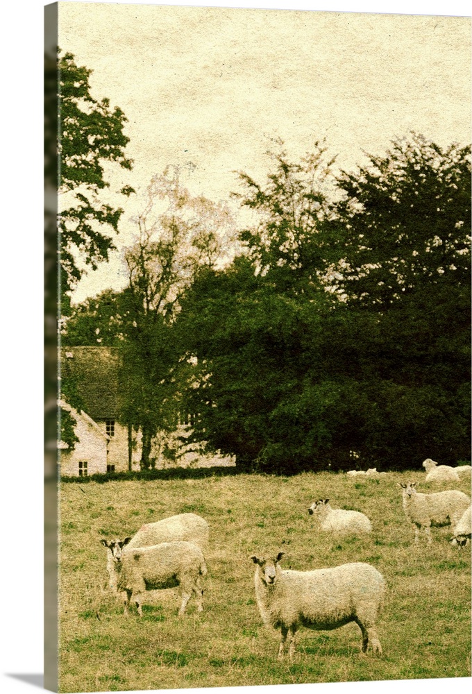 Countryside scene with sheep in a field with a large house hidden amongst trees