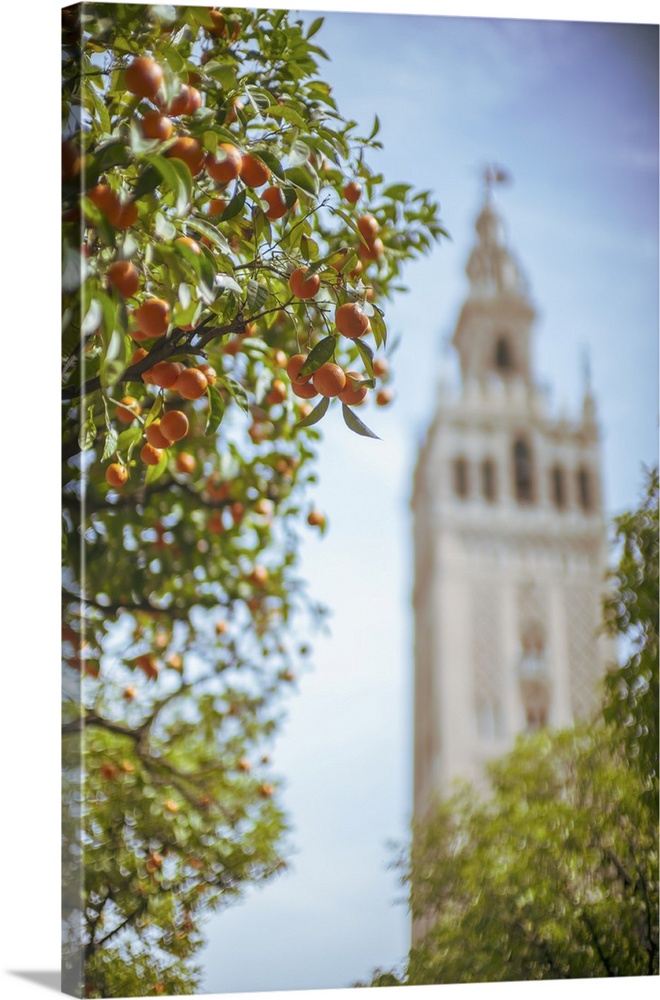 The Giralda Tower from the Court of the Oranges, Seville, Spain.