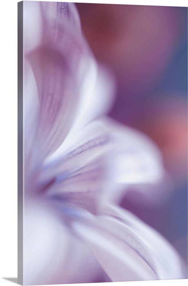 Close up of flower petals with blur and bokeh