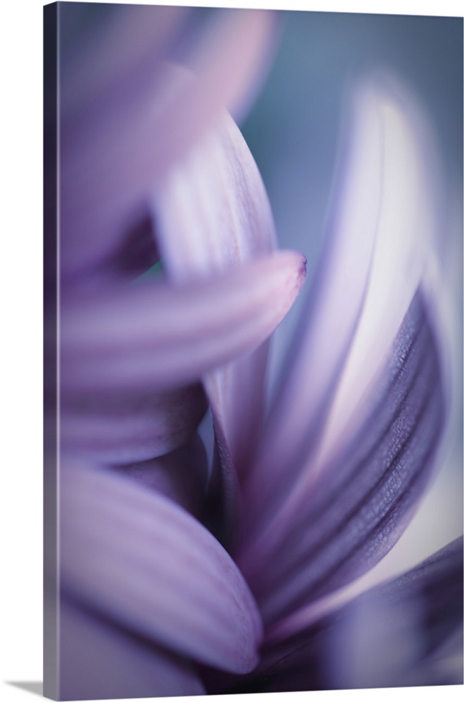 Close up of flower petals with blur and bokeh