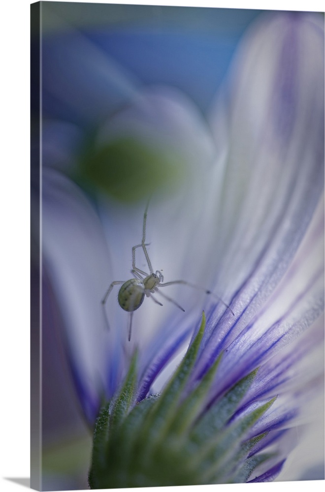 Close up of flower petals with blur and bokeh