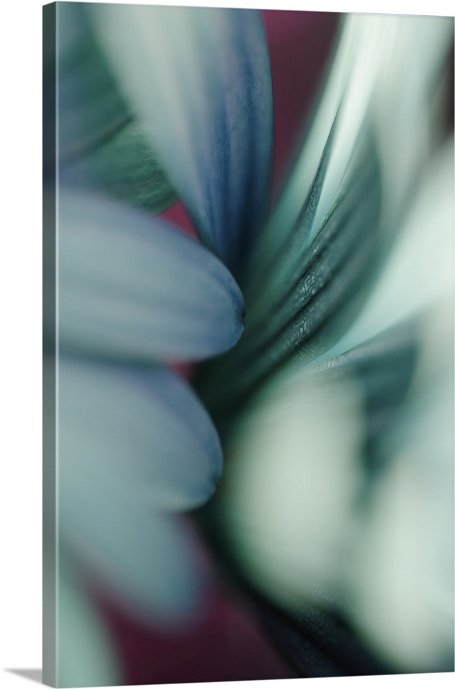 Close up of flower petals with blur and bokeh