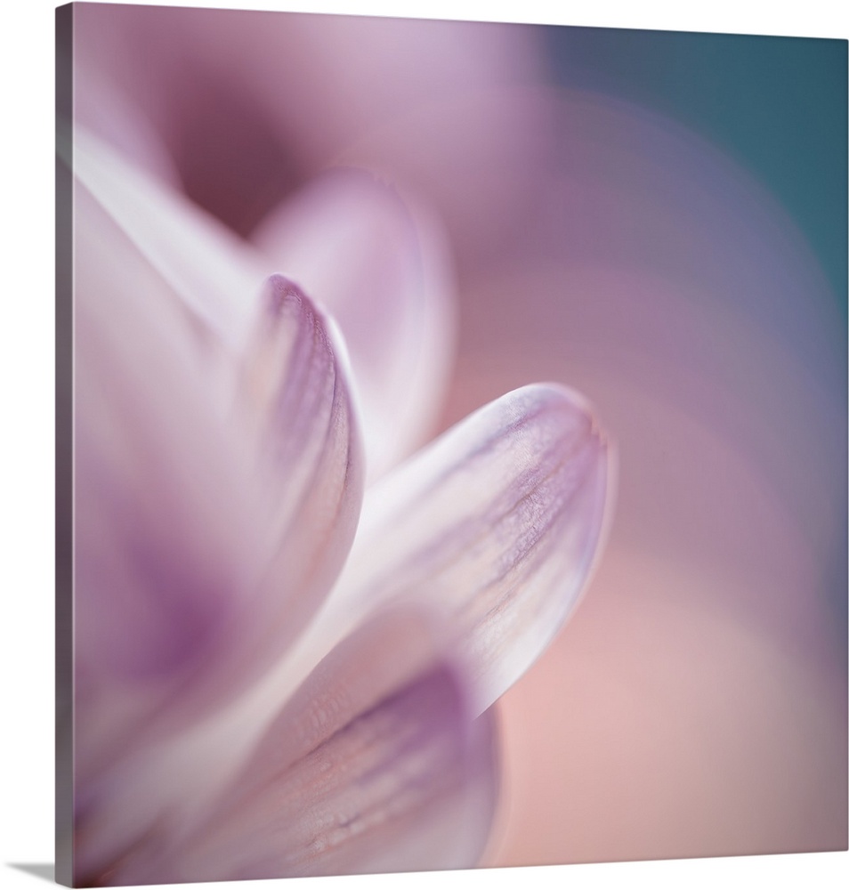 Close up of flower petals with blur and bokeh