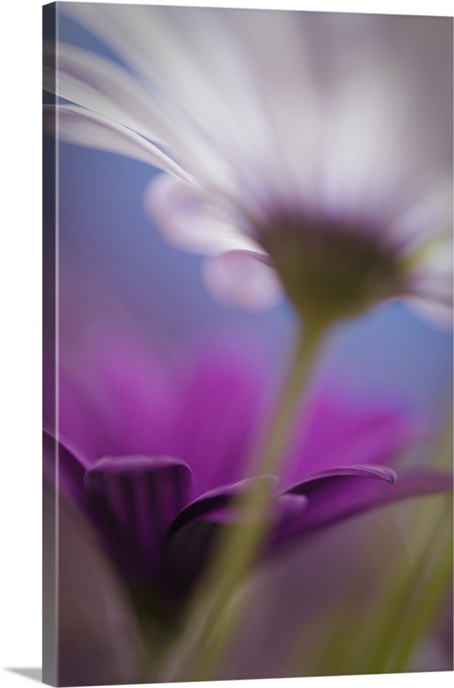 Close up of flower petals with blur and bokeh