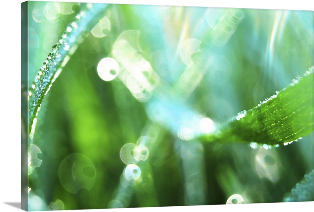 Nature's Diamonds - Close up of droplets of dew on green grass.