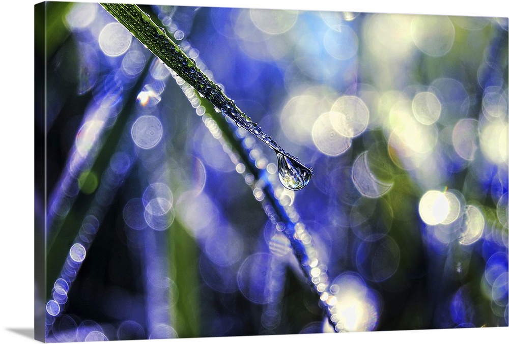 Nature's Diamonds - Close up of droplets of dew on grass against blue background with bokeh.